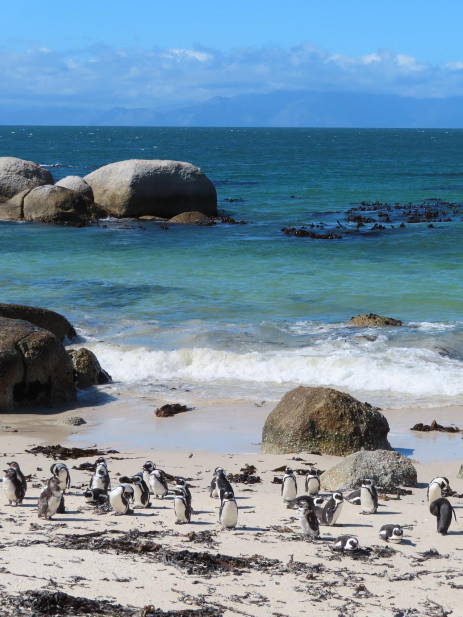 Bonne Esperance, Simon'S Town Apartment Bagian luar foto